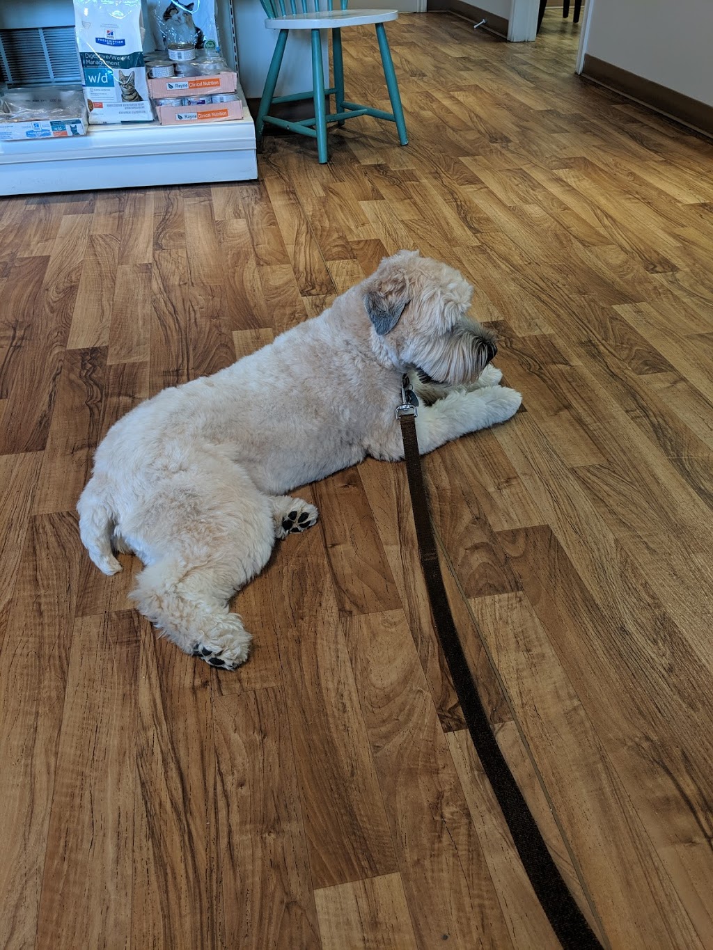 Foster Park Pet Hospital | 213 Dundas St E, Belleville, ON K8N 1E2, Canada | Phone: (613) 969-2273