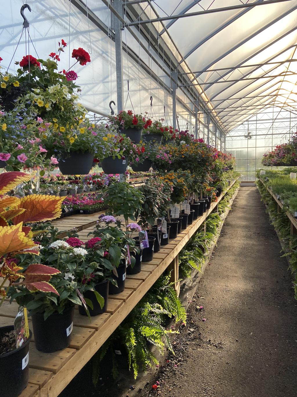 Mike and Loris Garden | 15617 County Rd 2, Brighton, ON K0K 1H0, Canada | Phone: (613) 439-8838