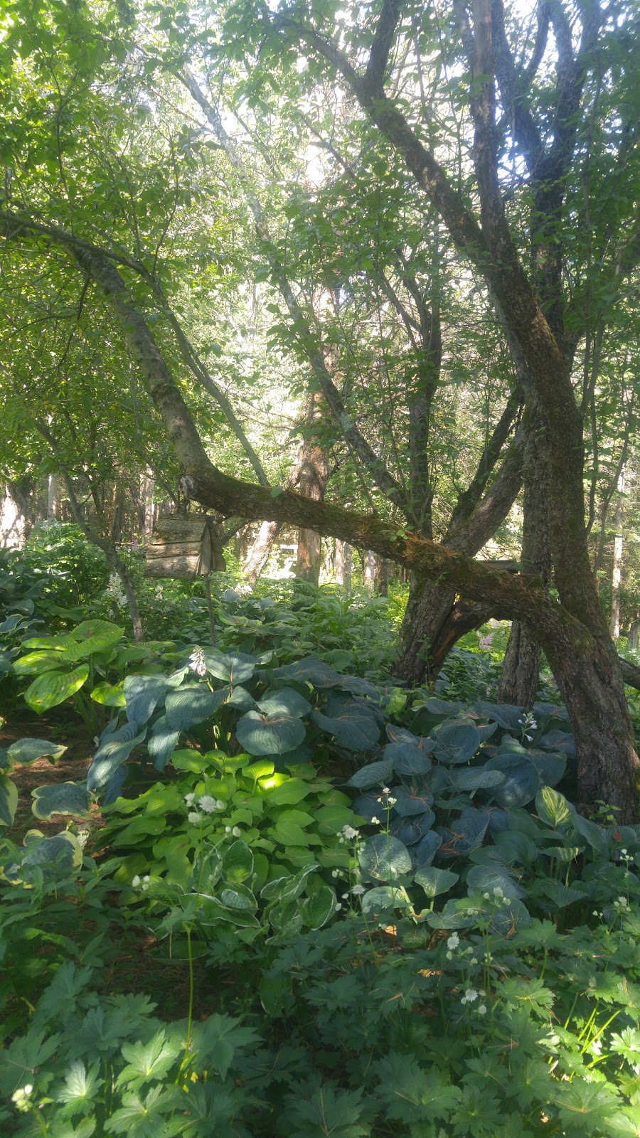 Fernands Perennial Garden | 480 QC-112, East Angus, QC J0B 1R0, Canada | Phone: (819) 832-2714