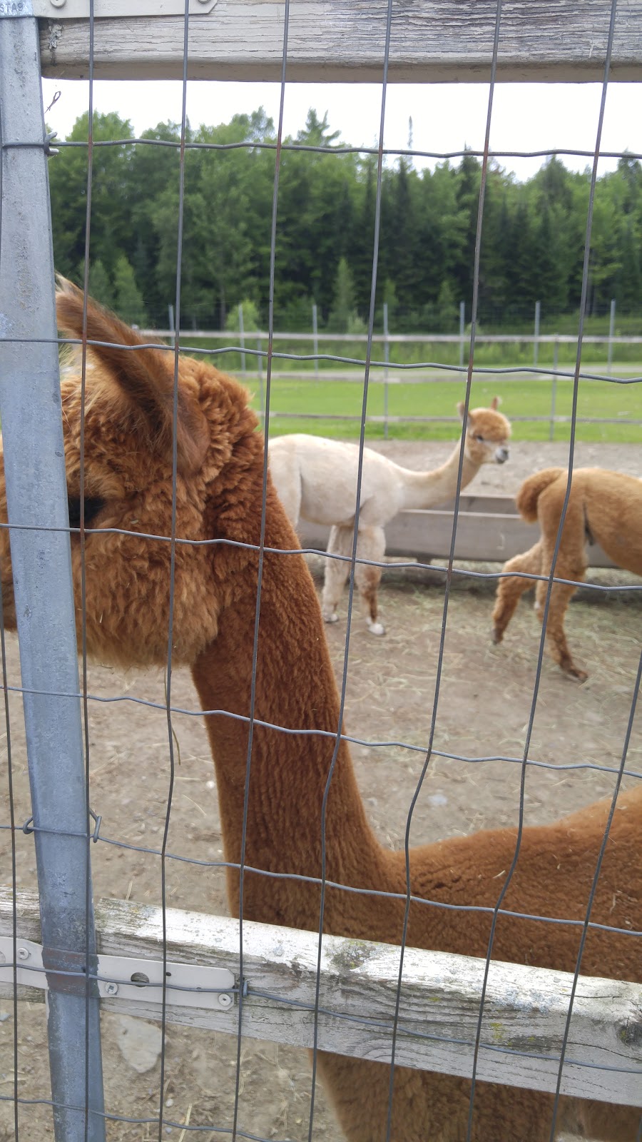 Domaine des Nobles Alpagas | 24 Chemin Barnes, West Brome, QC J0E 2P0, Canada | Phone: (450) 242-4255