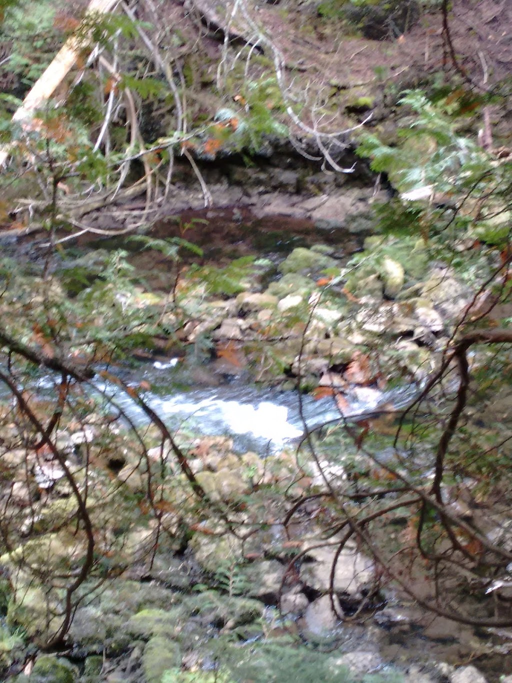 Feversham Gorge - Madeleine Graydon Memorial Conservation Area | 106 River Rd, Feversham, ON N0C 1C0, Canada | Phone: (519) 376-3076