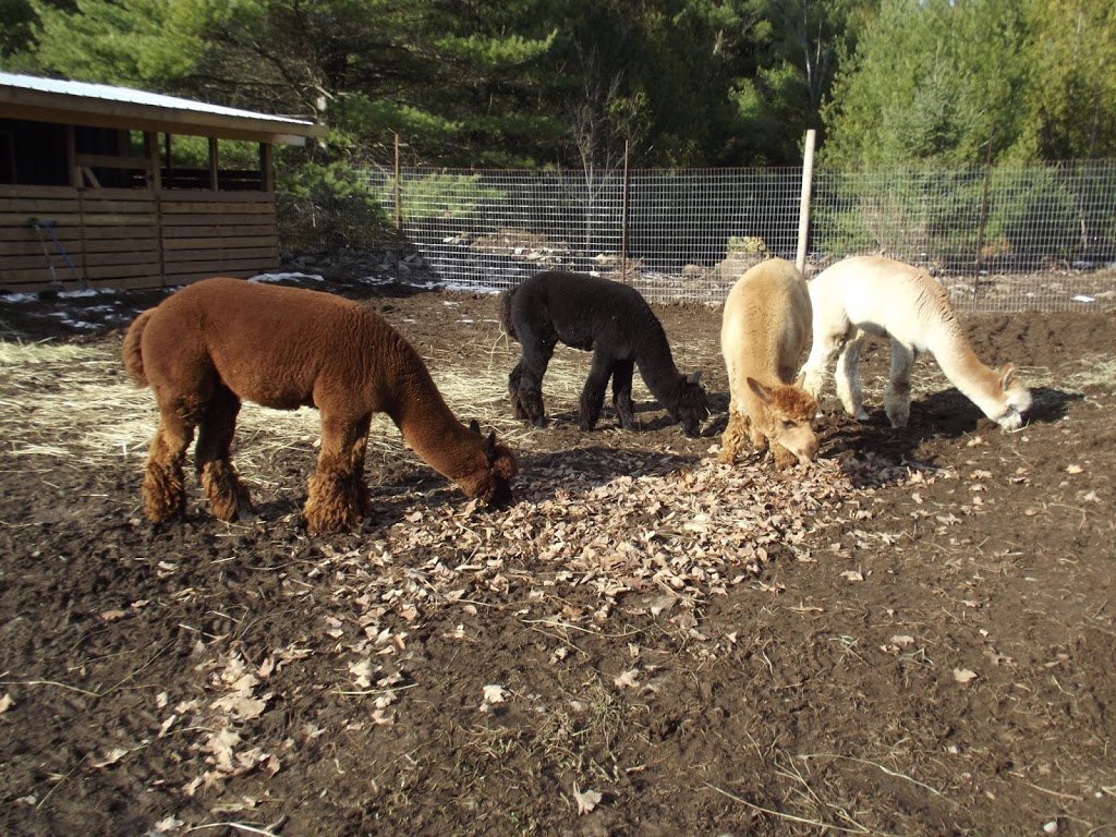 Windmill Point Alpaca Farm | 24 Otter Ln, Coboconk, ON K0M 1K0, Canada | Phone: (289) 969-0314