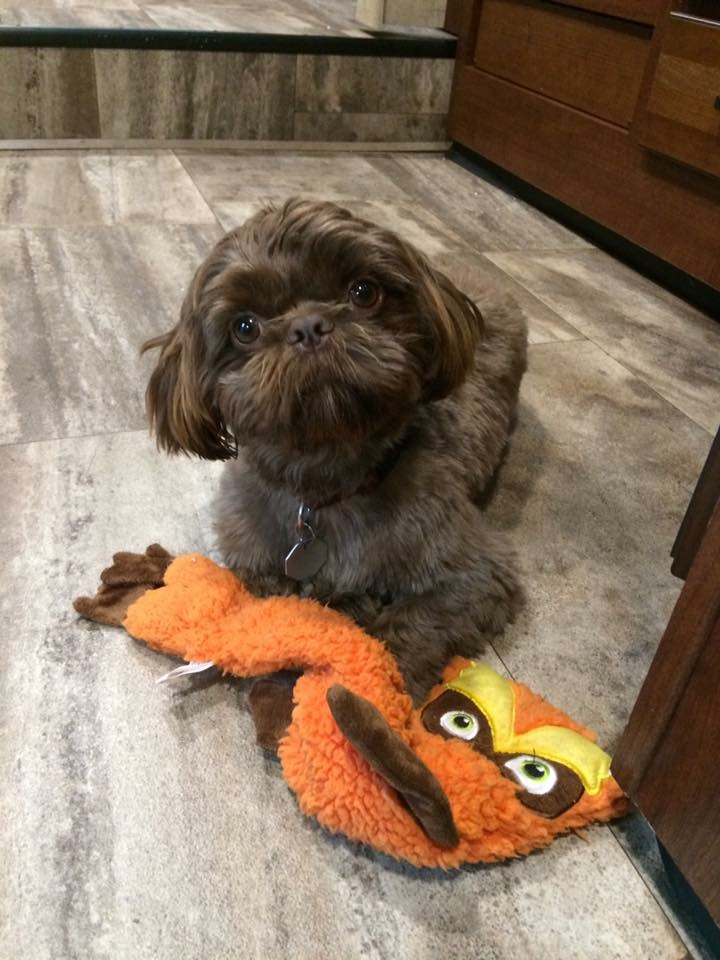 Haute Dogs Pet Grooming | 42 Main St S, Milton, ON L0P, Canada | Phone: (647) 783-1874