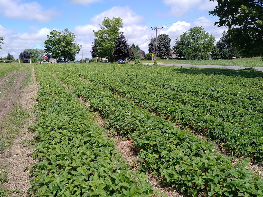 Spring View Farms | 11680 Durham Regional Rd 1, Uxbridge, ON L9P 1R2, Canada | Phone: (905) 852-2795