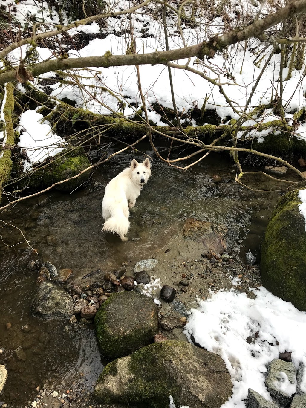 Miller Park Off-Leash Area | 871 Oakview St, Coquitlam, BC V3J 4T6, Canada