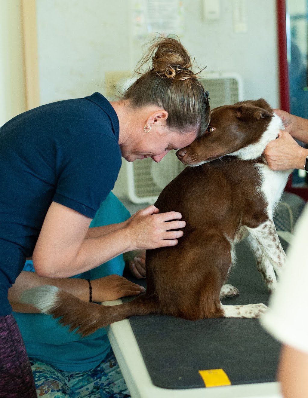 Hoof and Paw Body Workers Ltd. | 265045, Township Rd 340, Wimborne, AB T0M 2G0, Canada | Phone: (403) 556-0716