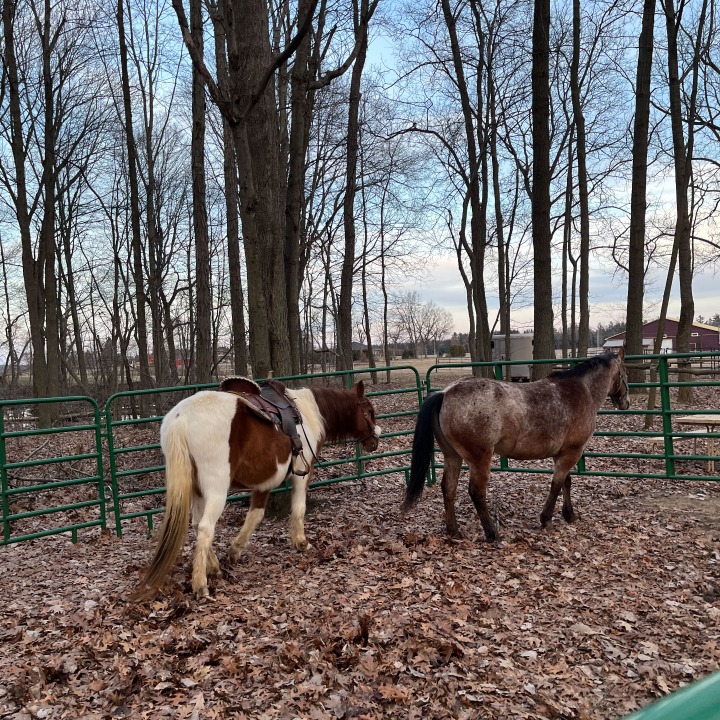 Horseshoe Ranch | 567 Charlotteville Rd 1, St Williams, ON N0E 1P0, Canada | Phone: (226) 228-3536