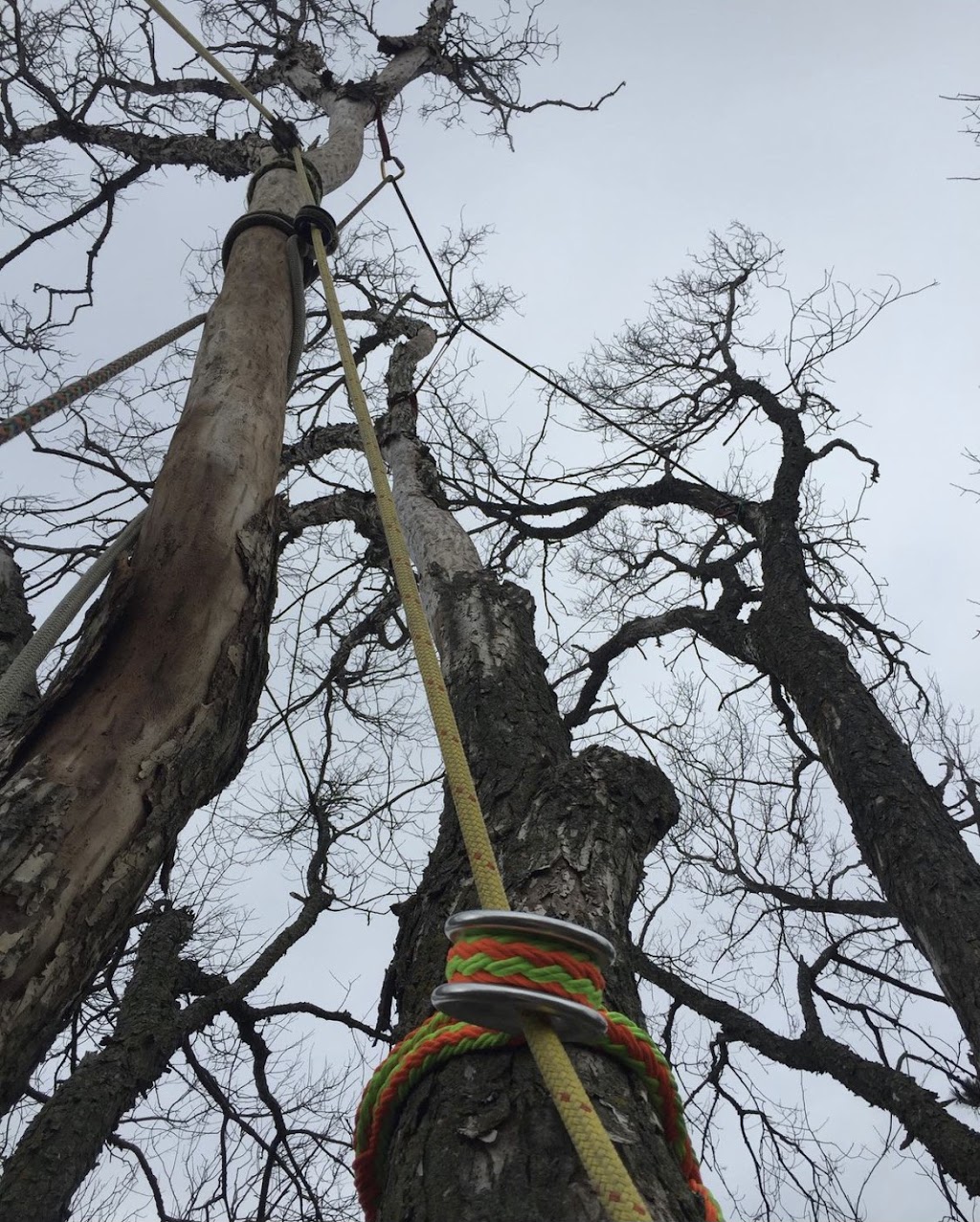 Island Arborist Tree Service | 99 Long Point Rd, North Rustico, PE C0A 1X0, Canada | Phone: (902) 218-4849