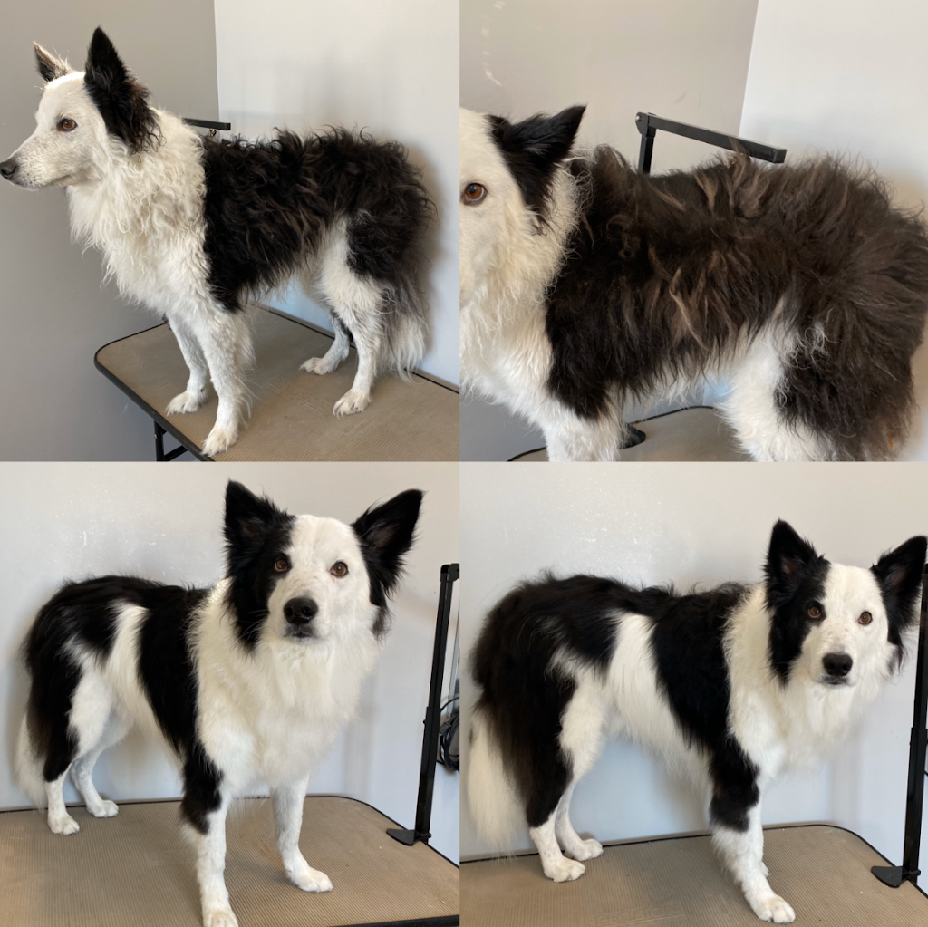 Dog Gone Gorgeous Dog Grooming | 4911 50 St, Holden, AB T0B 2C0, Canada | Phone: (780) 690-9769