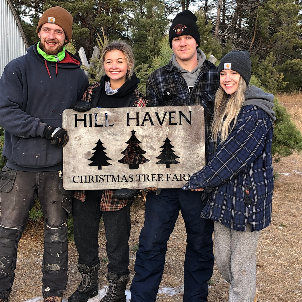 Hill Haven Christmas Trees | Jackson Lake Provincial Rd. 352 South East on Rural Rd. 59 North Gate number 58142 NE28, 10 12W, Sidney, MB R0H 1L0, Canada | Phone: (204) 466-2654