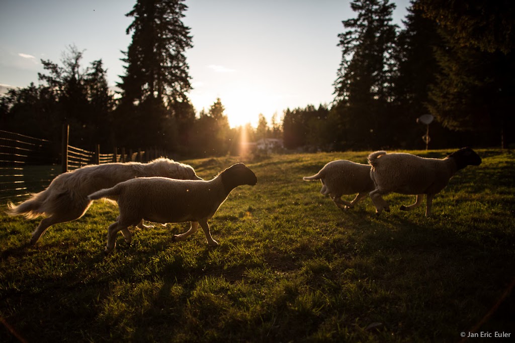Beaufort Rainbow Farm | 9564 Somers Rd, Port Alberni, BC V9Y 8N9, Canada | Phone: (250) 735-0680