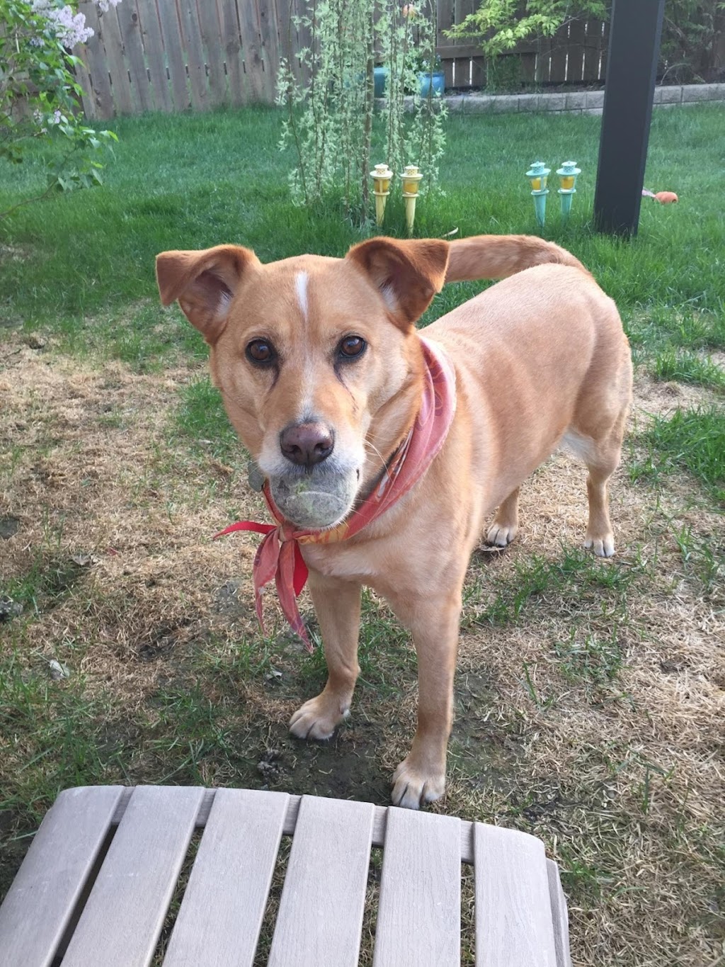 V I P Kennels | 1931 St Annes Rd, Winnipeg, MB R2N 4K2, Canada | Phone: (204) 255-3647