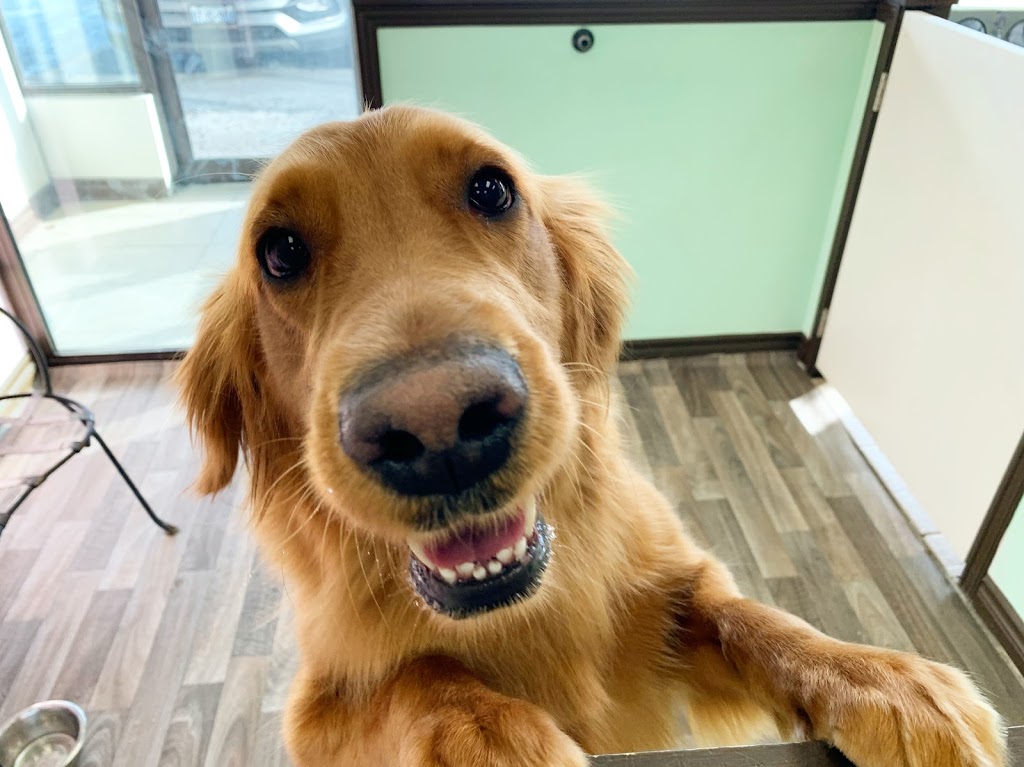 Furever Doggy Salon | 1896 Prince of Wales Dr Unit 5, Nepean, ON K2C 3W9, Canada | Phone: (613) 680-2222