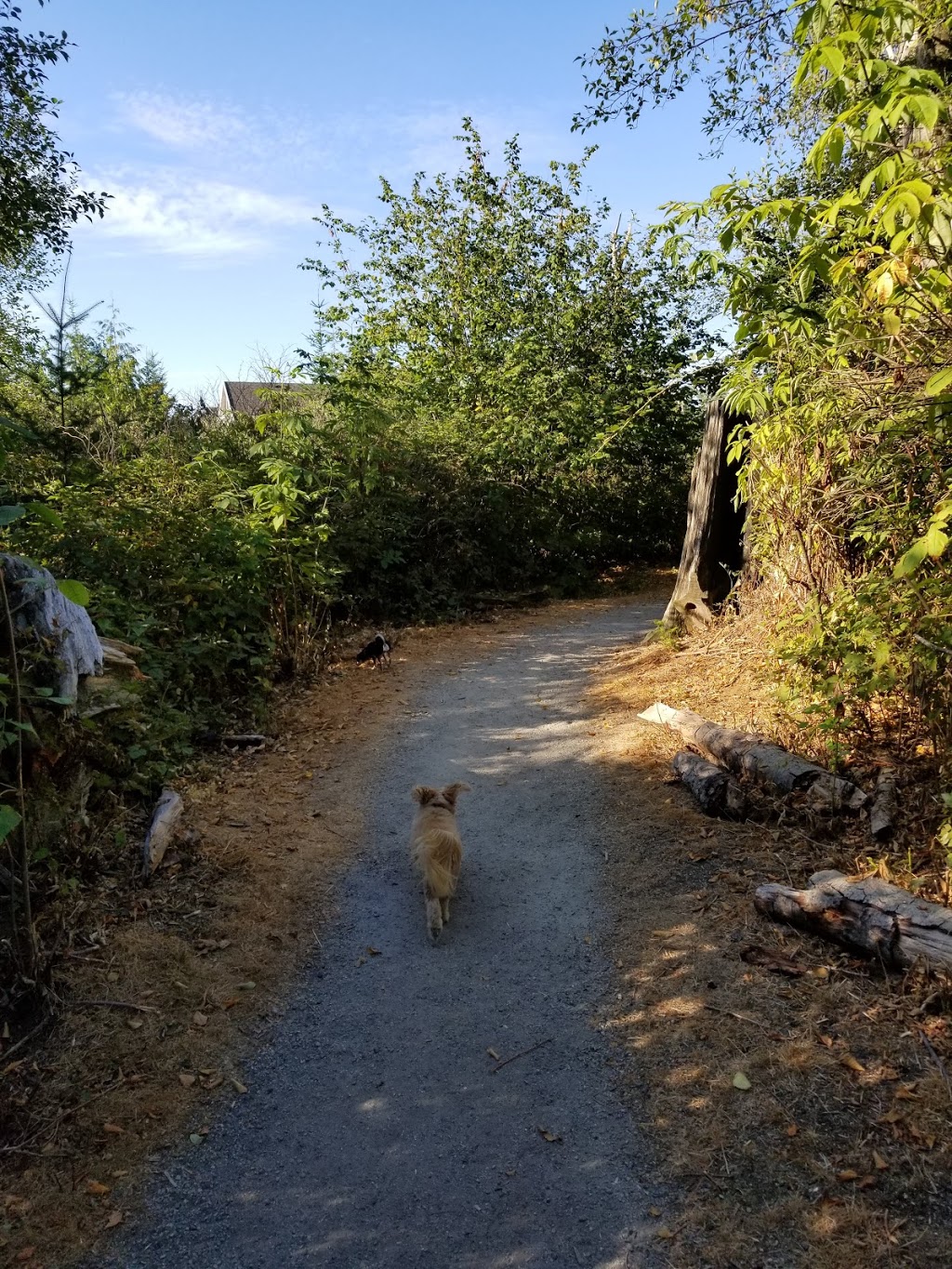 Freedom Dog Park | 8398 154a St #8382, Surrey, BC V3S 4P1, Canada | Phone: (604) 501-5050