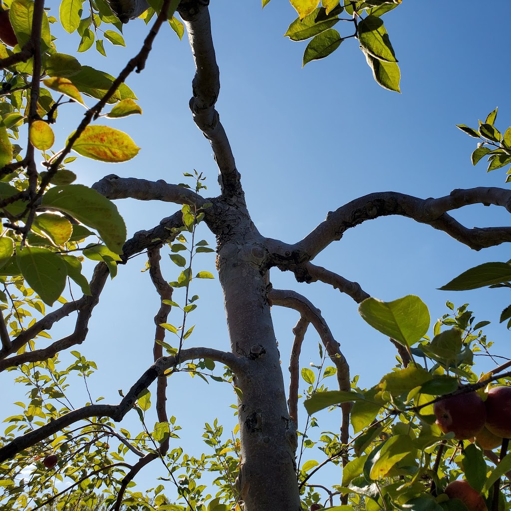 Les 7 fruits du château | 1172 Chemin de la Montagne, Mont-Saint-Hilaire, QC J3G 4S6, Canada | Phone: (450) 467-9965