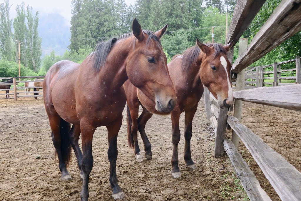 Copper Cayuse Outfitters | 7830 Pemberton Meadows Rd, Pemberton, BC V0N 2L0, Canada | Phone: (604) 698-7751