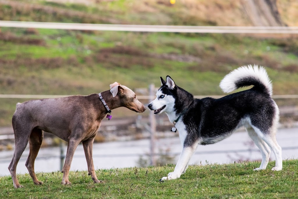 North Glenmore Dog Park | 2150 Glenmore Rd N, Kelowna, BC V1V 2C5, Canada | Phone: (250) 469-8503
