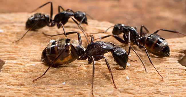 Top line pest control | 15677 98 Ave, Surrey, BC V4N 2W9, Canada | Phone: (604) 551-6504