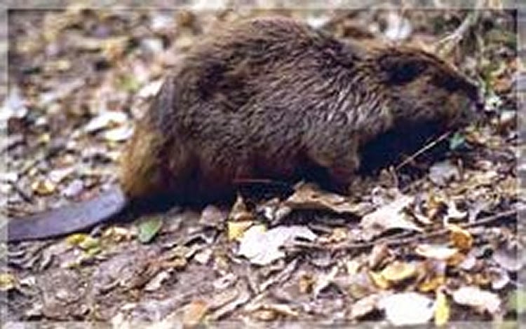 Advanced Wildlife Control | 469 Ketch Harbour Rd, Bear Cove, NS B3V 1J8, Canada | Phone: (902) 497-2582