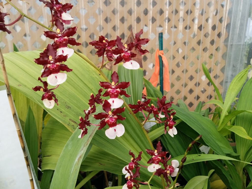 Paramount Orchids | 95 Renz Rd, Parksville, BC V9P 1E8, Canada | Phone: (250) 248-7023