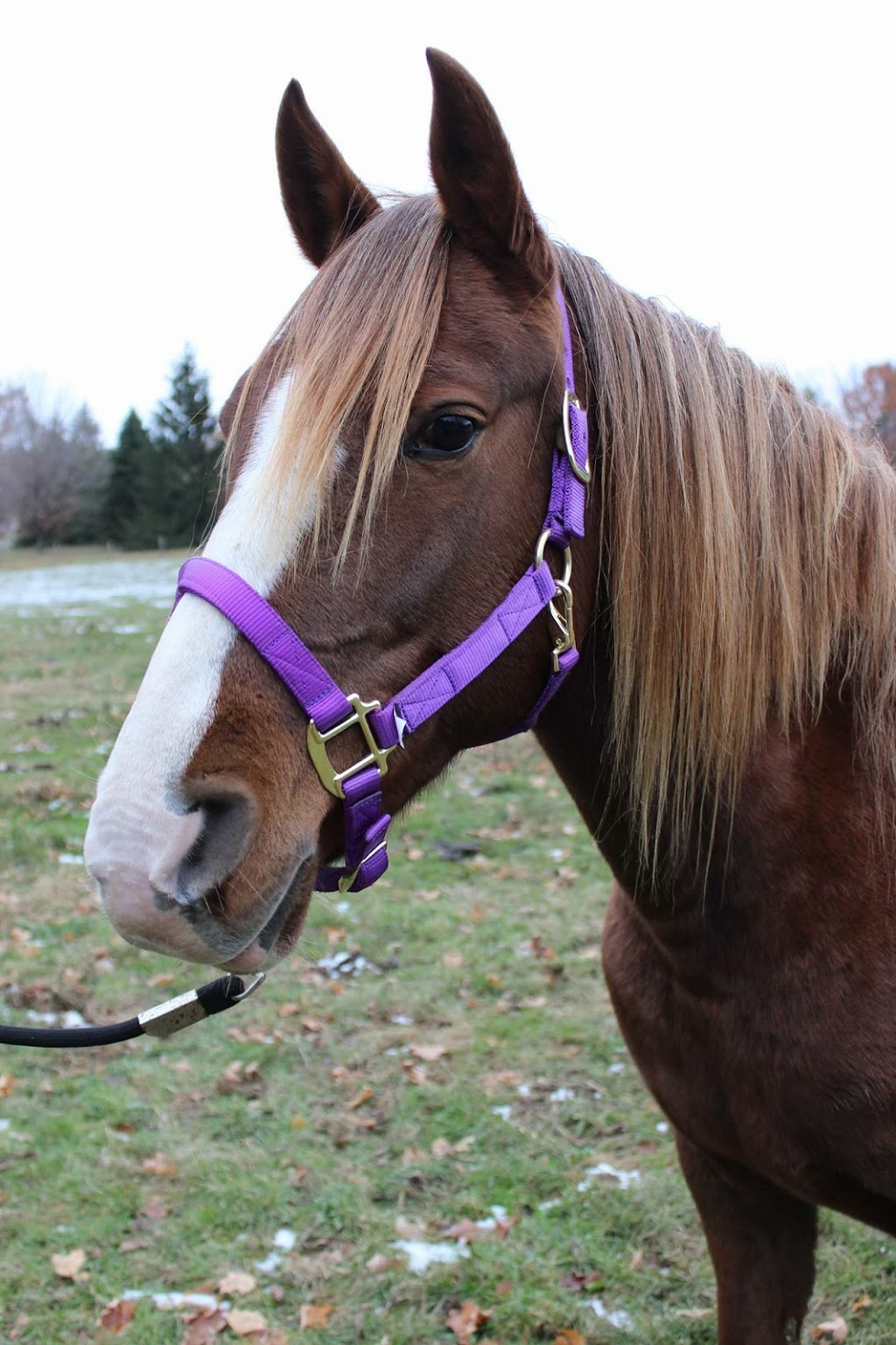 Ganaraska Stable | 8571 Langstaff Rd, Kendal, ON L0A 1E0, Canada | Phone: (289) 251-9113