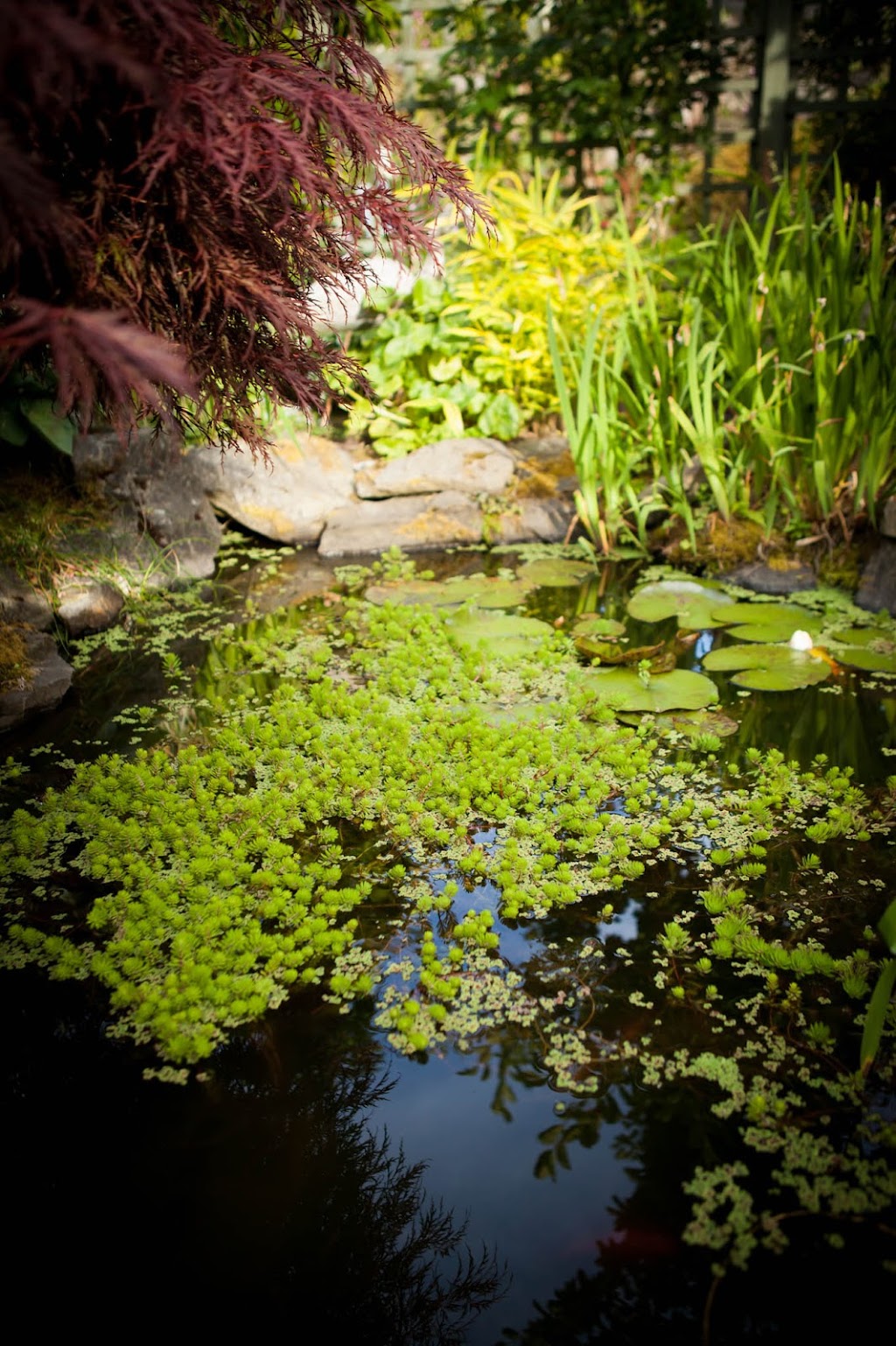 Manon Tremblay Garden Design Inc. | Meredith Crescent, Victoria, BC V8Z 1Z3, Canada | Phone: (778) 977-3388
