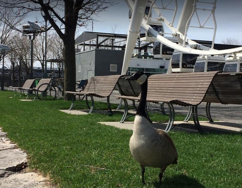 Parc du Bassin-Bonsecours | Port St, Montreal, QC H2Y 0B4, Canada | Phone: (514) 872-0311