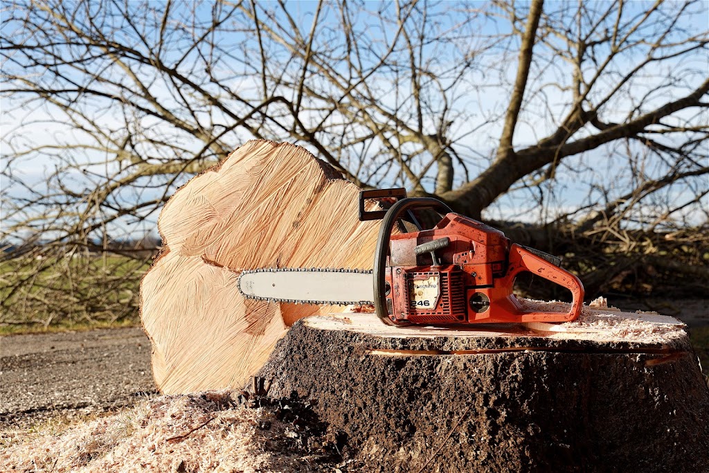 Belleville Tree Care | 80 Poplar St, Belleville, ON K8P 4J4, Canada | Phone: (343) 312-5535