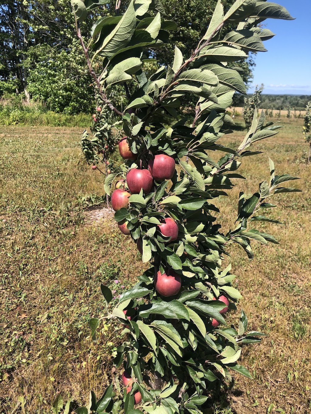 Awesome Blossom Apple Orchards | 2102 Bethel Rd, Mount Herbert, PE C1B 3L8, Canada | Phone: (902) 314-7620