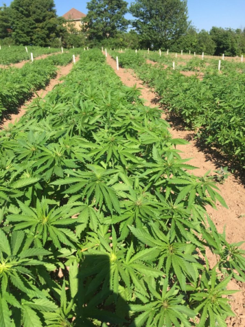 Modern Hemp Innovation | 4269 NB-115, Saint-Antoine, NB E4V AZ4, Canada | Phone: (506) 229-5011