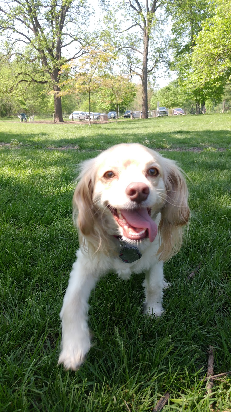 Greenway Off Leash Dog Park | Southcrest, London, ON N6J, Canada | Phone: (519) 661-4980