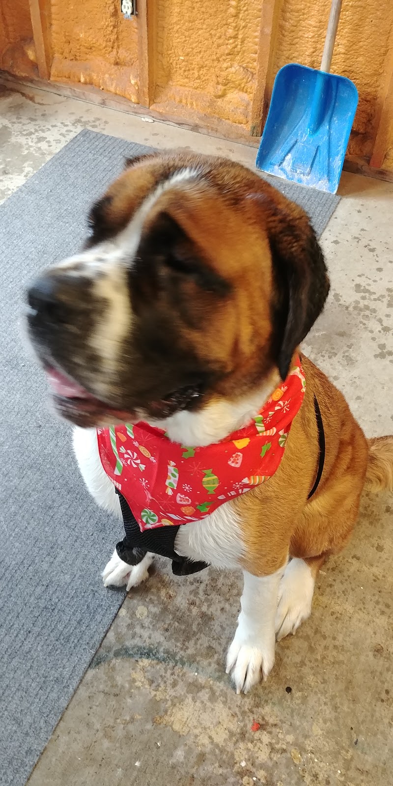 Bonnies Pet Grooming | 1065 Erie St, Stratford, ON N5A 6S4, Canada | Phone: (519) 272-5900