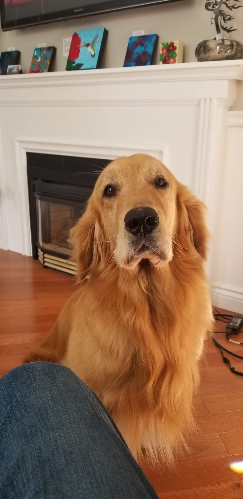 Starlings Golden Retrievers | Concession Road M & N, Severn Bridge, ON P0E 1N0, Canada | Phone: (705) 241-9275
