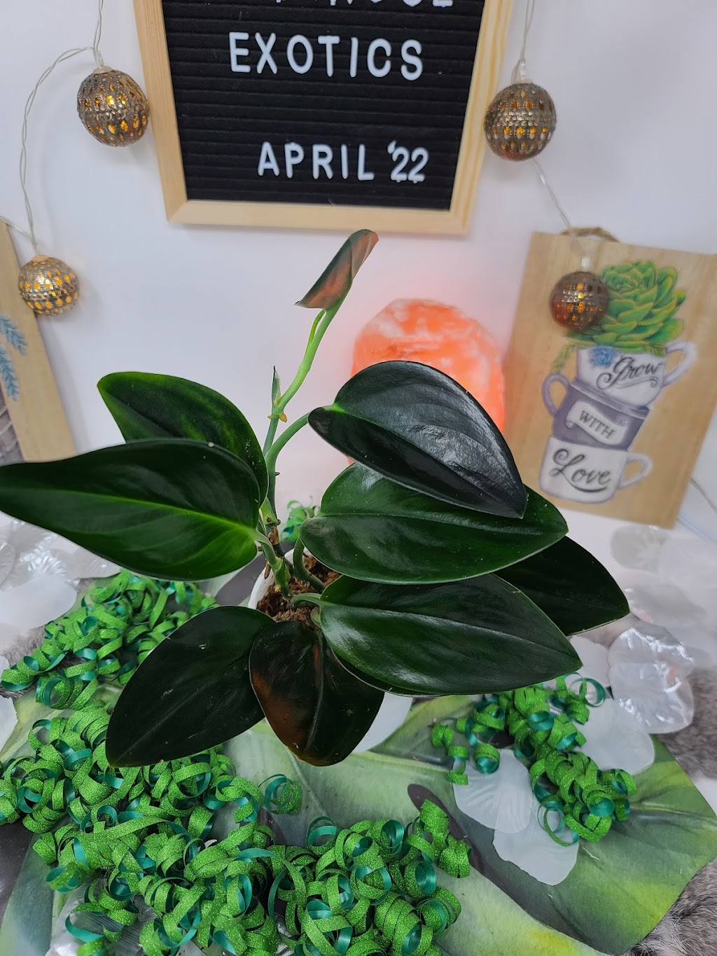 WildRose Exotics | 484 Hillcrest Cir SW, Airdrie, AB T4B 4B3, Canada | Phone: (306) 260-2154