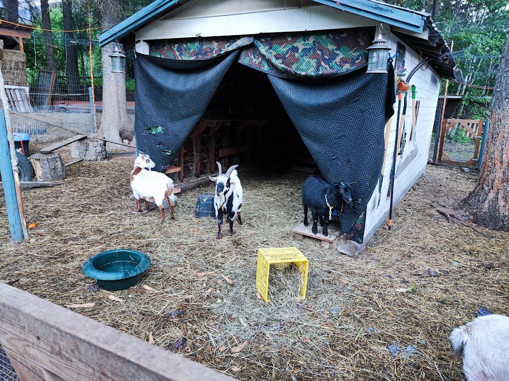 Flyway Farm & Forest | 1050 BC-95, Spillimacheen, BC V0A 1P0, Canada | Phone: (403) 875-7586