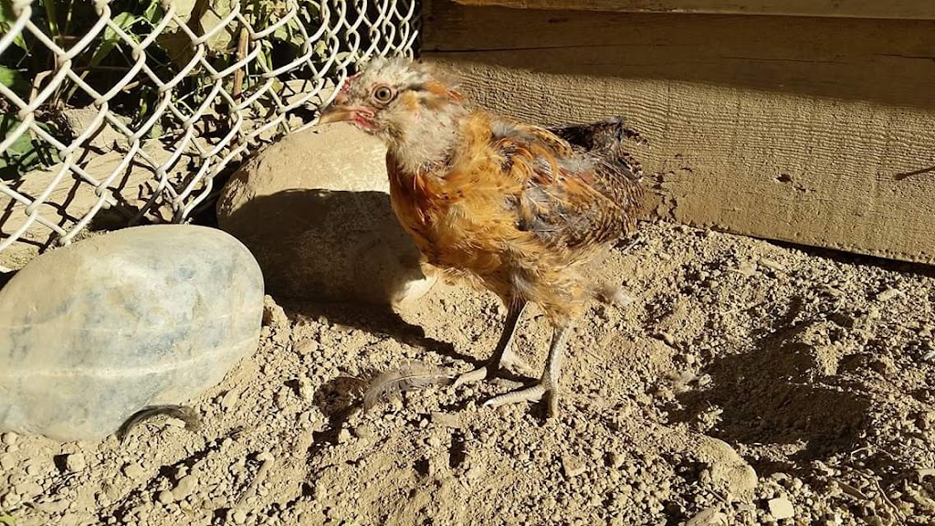 Rochester Hatchery | 9420 109 St, Westlock, AB T7P 2R4, Canada | Phone: (780) 307-3622
