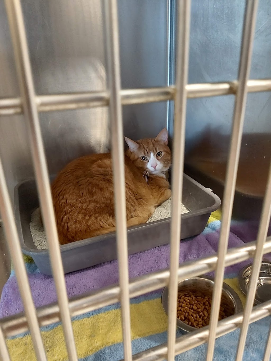 PetSmart | 285 Geneva St G5, St. Catharines, ON L2N 2E9, Canada | Phone: (905) 378-0500