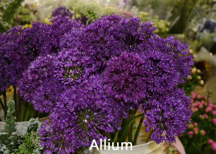 My Flower Stop | 7177 W Saanich Rd, Brentwood Bay, BC V8M 1P7, Canada | Phone: (778) 405-2222