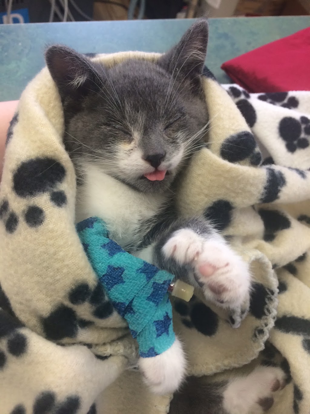 King Hopkins Pet Hospital | 120 Hopkins St, Whitby, ON L1N 2B7, Canada | Phone: (905) 665-6369