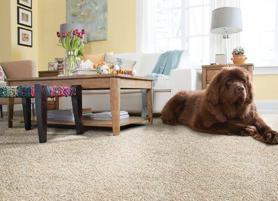 Stirling Carpet & Flooring | 400 W Front St, Stirling, ON K0K 3E0, Canada | Phone: (613) 395-1400