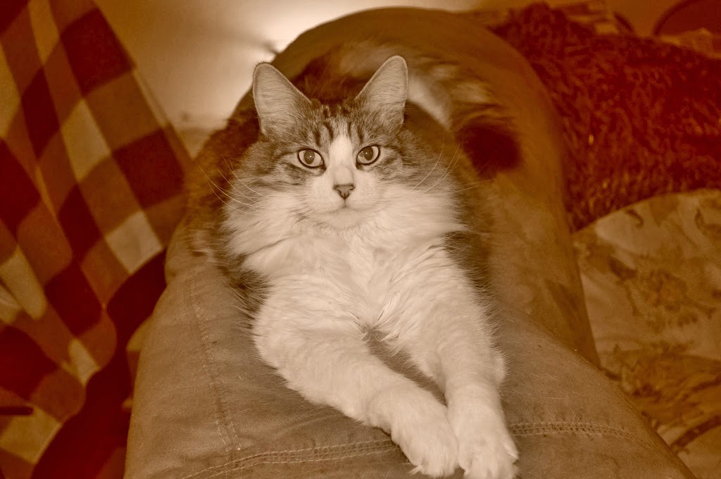 Maplewood Animal Hospital | 2869 W Maplewood Ave, Bellingham, WA 98225, USA | Phone: (360) 715-1430