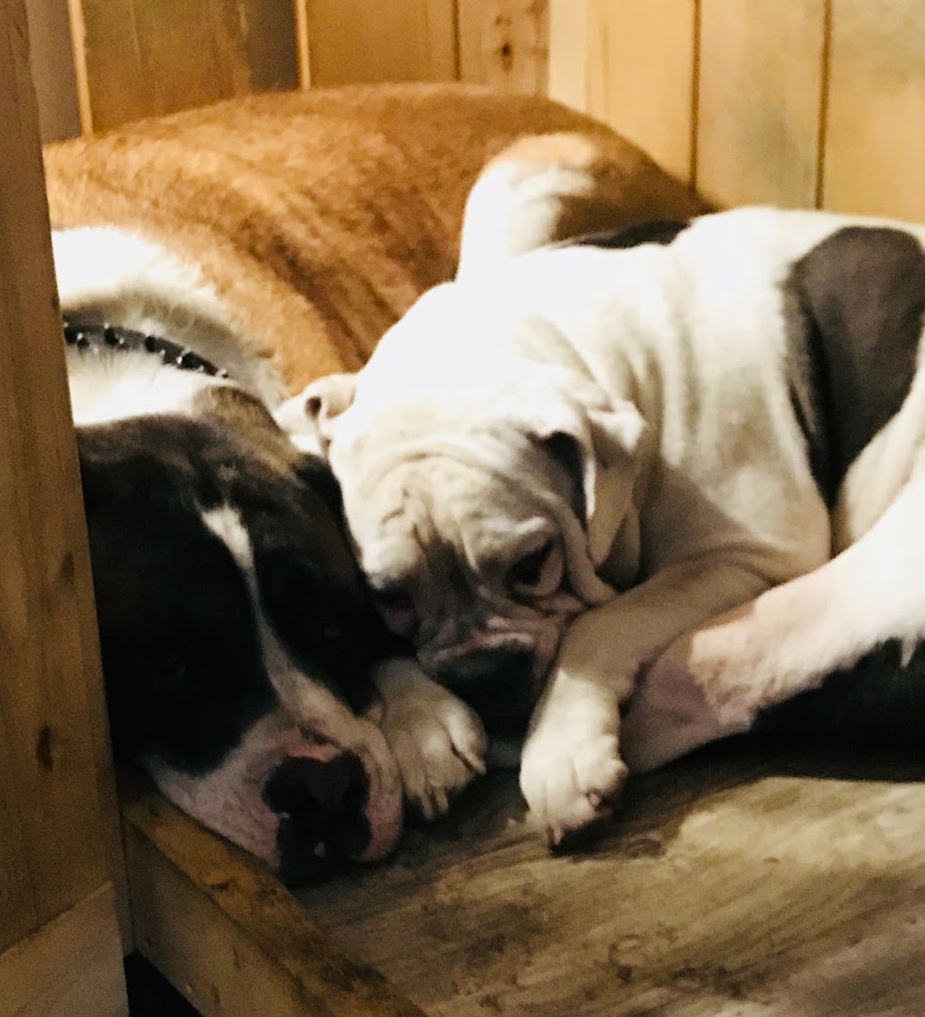 Woodridge Veterinary Clinic | 411-D Herold Ct, Saskatoon, SK S7V 0A7, Canada | Phone: (306) 244-1010