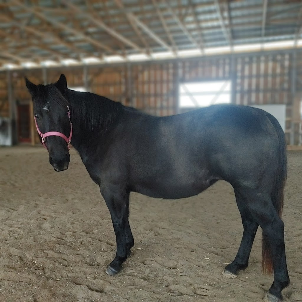 Pine Grove Farms | 315 Pine Grove Rd, Castleton, ON K0K 1M0, Canada | Phone: (905) 376-0829