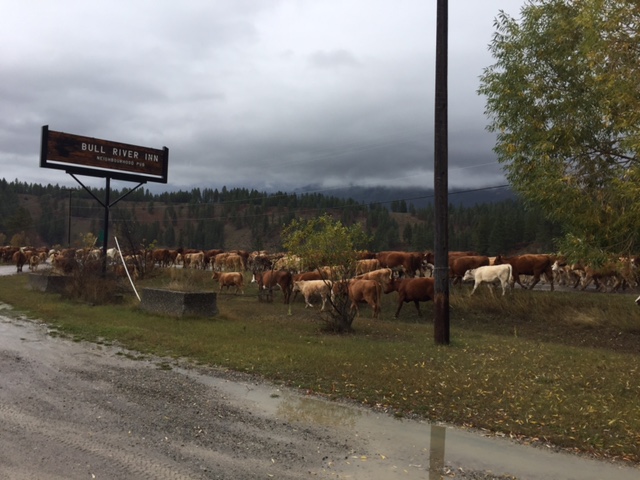 BULL RIVER INN | 4569 Wardner Fort Steele Rd, Bull River, BC V0B 1N0, Canada | Phone: (250) 429-3717