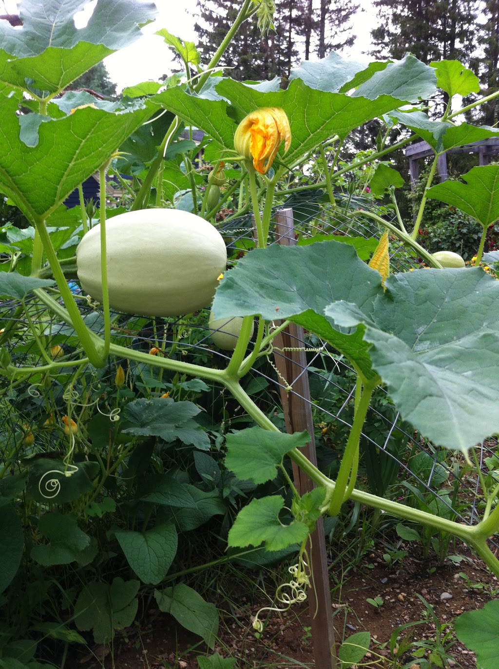 Lahave River Berry Farm Inc. | 5216 NS-332, Middle LaHave, NS B4V 3L9, Canada | Phone: (902) 766-4534