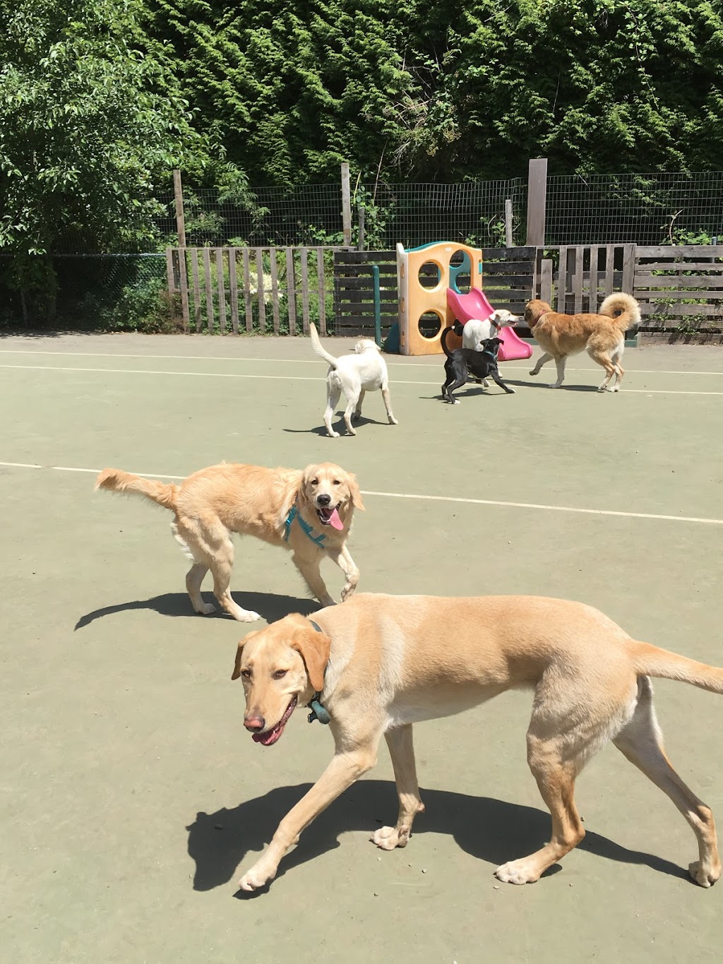Barks and Recreation Canine Services | 2027 174 St, Surrey, BC V3Z 9Z8, Canada | Phone: (778) 291-2275