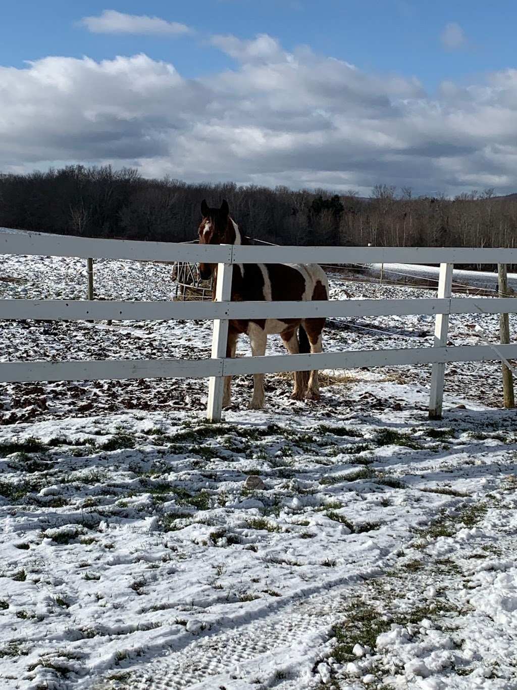 Saorsa Equestrian Centre | 1575 Middle Dyke Rd, Centreville, NS B0P 1J0, Canada | Phone: (902) 698-2500