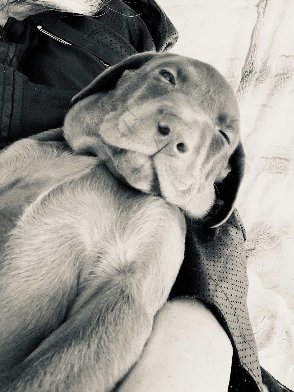 LUVLAB ❤️ LABRADORS | 520 Rang S, Saint-Thomas, QC J0K 3L0, Canada | Phone: (450) 757-2727