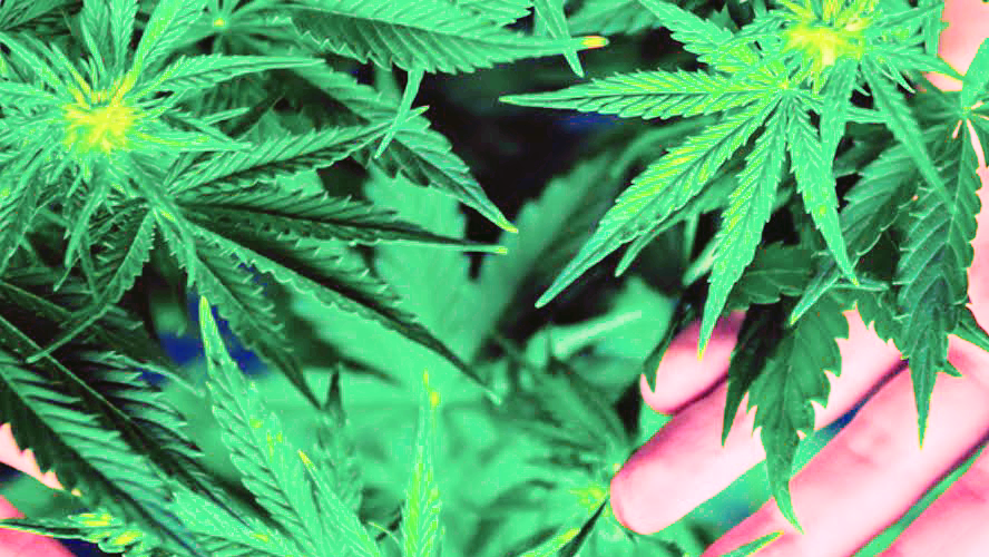 THC HUB CANNABIS, Rollyview (Leduc County) | 49402 Range Rd 234 #20B, Rolly View, AB T4X 0Y1, Canada | Phone: (780) 980-9291