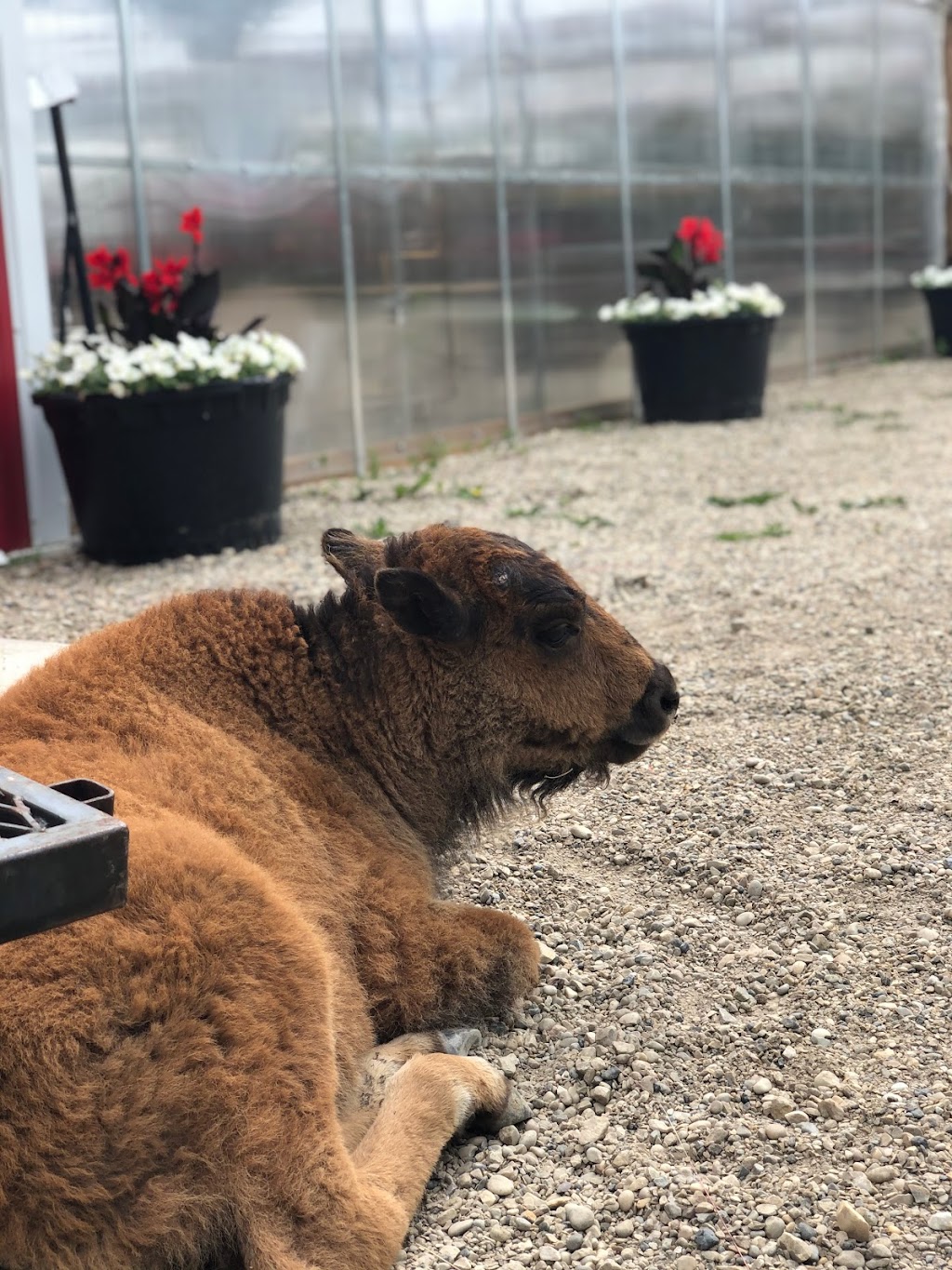 Bison Grow & Greenhouses | 1131TWP RD 545, Bilby, AB T0E 1V0, Canada | Phone: (780) 499-4829